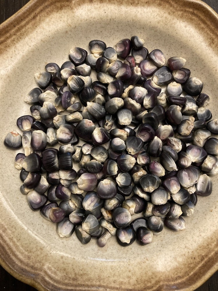 Black Aztec Corn Seeds 50 Fresh Seeds Garden Planting Non-GMO