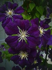 25 Dark Purple Clematis Seeds Flower Seed Perennial Flowers Vine US SELLER