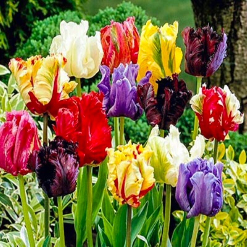 50 Tulip Flower Seeds Mixed Colors Much Less Money Than Bulbs