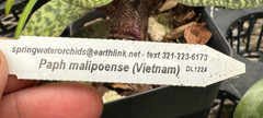 GREEN PARVI VIETNAM PAPH ORCHID SPECIES malipoense BS plant 4 inch pot