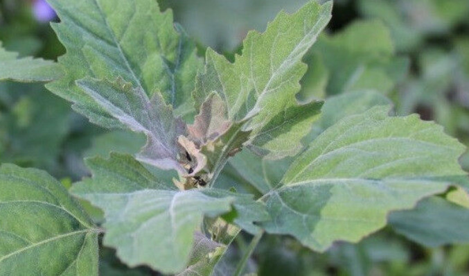Lambs Quarter, Pigweed, WildSpinach, GooseFoot, 2,500 Seeds NO GMO