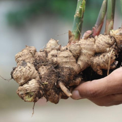 Organic Ginger Root Dried Powder | Ceylon 100% Organic pure natural Spices