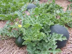 25+ Sugar Baby Watermelon seeds, Fresh, Ready for Planting. Free Shipping USA