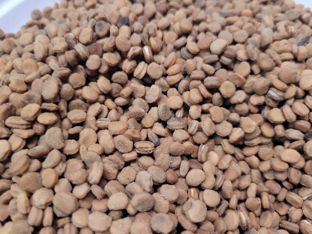 American Ginseng Seeds Stratified Panax quinquefolius