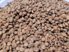 American Ginseng Seeds Stratified Panax quinquefolius