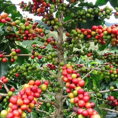 120++ Premium Coffee Seedss (Coffea sp. mundo novo) var. Mundo Novo Coffee