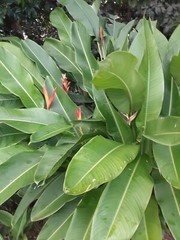 2X Orange Tropical Heliconia Rhizomes w/ 10 in stock, Exotic with bright Blooms!