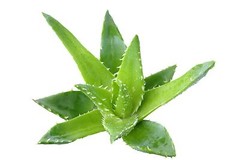 Aloe Vera gel powder 4oz 8oz 16oz 1lb 32oz 2lb 3lb 8lb 20kg Paje beauty nutriti