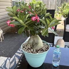 Adenium Obesum Desert Rose Seed Grown Short Stocky Pink Healthy