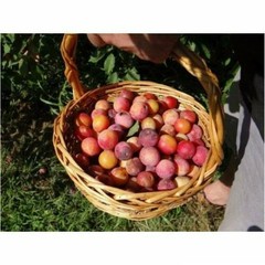 1 Dormant American plum starter plant, flowering fruit shrub/tree .Zones 3-8.