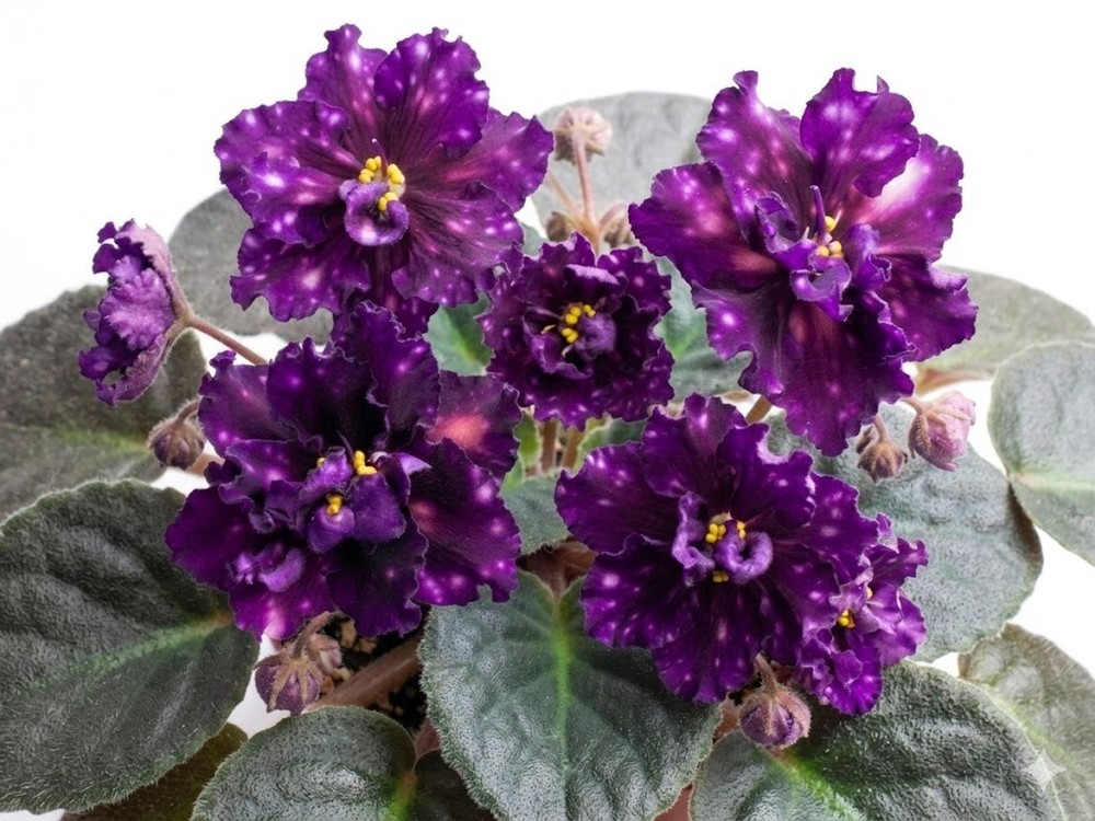 African Violet Plant AE Milky Way Starter Plant Standard