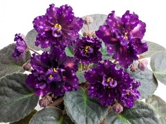 African Violet Plant AE Milky Way Starter Plant Standard