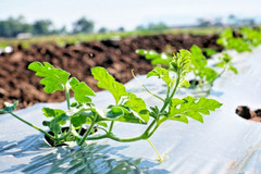 50+ Mini Watermelon Seedss (Citrullus lanatus) For Planting