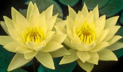 RED Live Hardy Water Lily Tubers Aquatic Pond Plants Lilies