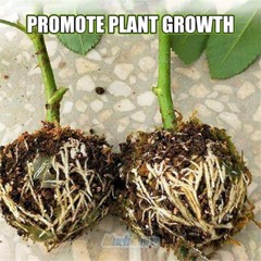 10pcs 8cm Plant Rooting Grow Box High Pressure Propagation Ball Air Layering Pod