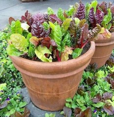 200 Rainbow Swiss Chard Seeds-Open Pollinated-Non GMO-Organic