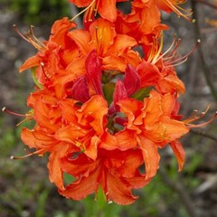 MANDARIN~Azalea Rhododendron Hybrid~STARTER Plant~MAY BE DORMANT