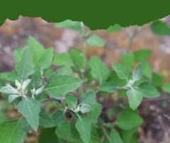 10 Organic Non GMO Lambs Quarter Seeds Heirloom