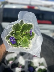 African Violet Plant 4” Live Plant Flower Starter Pot