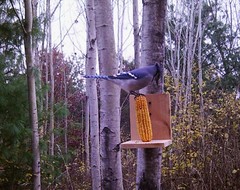 Corn on the Cob Squirrel, Bird, Rabbit, Feed 18 lb just harvested