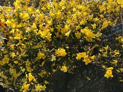6 Yellow Carolina Jasmine Live Plants with Roots Starter Vines Climbing
