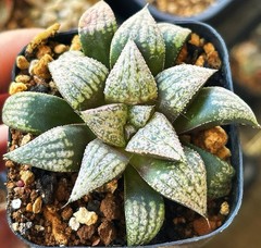 Rare Succulent: 4 Years Old Haworthia Hybrid In 2” Pot