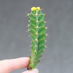 2PCS 6CM Euphorbia Virosa Cristata Cactaceae Succulent Cactus Plants