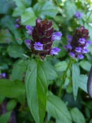 Heal All Seeds, Self Heal, Dragon Head, Heart of the Earth, FREE SHIPPING