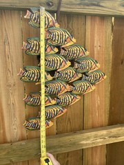 STURDY METAL COLORFUL SCHOOL of FISH Wall Decor / Sculpture * 21” X 18.5”