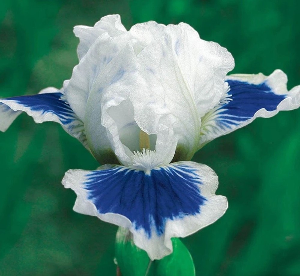 50 Iris Seeds Much Less Money Than Bulbs ..