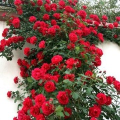 20pcs Red Climbing Rose Seeds – Rare Non-GMO Heirloom Variety for Your Garden
