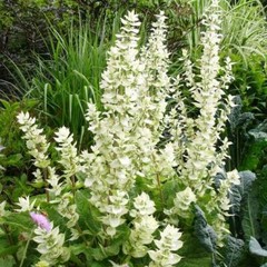Clary Sage WHITE SWAN Salvia Birds Butterflies Pollinators Non-GMO 200 Seeds