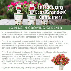 4-Pack, 4.25 In. Eco+Grande Supertunia Vista Bubblegum (Petunia) Live Plant, Pin