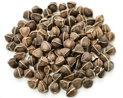 1000 Moringa Oleifera Seeds 10oz WINGLESS Fresh Organic Semillas de Moringa Tree