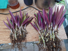 10 Bare root Dwarf Oyster Ready To Plant In A Terieum Chem Free