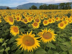 Organic Sunflower Seeds-Kernels-Hulled Raw non-GMO Unsalted Keto Vegan