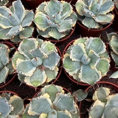 8CM Succulent Cactus Agave Plant Agave Isthmensis Variegated Home Garden Plant