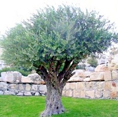 10 CANINO OLIVE TREE SEEDS (Olea europaea) European Common Edible Fruit Plant