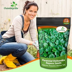 1 LB Dichondra Seed For Planting – Dichondra Repens Ground Cover Seeds