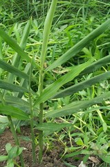 Live 10 Rhizomes of Edible Ginger Roots Organic Zingiber Officinale for Growing
