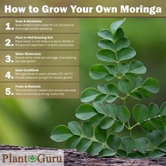 400 Moringa Oleifera Seeds 2 oz. (2 Pack) WINGLESS Fresh Semillas de Moringa