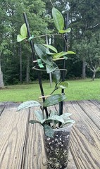 Hoya Wilbur Graves China Plant In 4” Pot