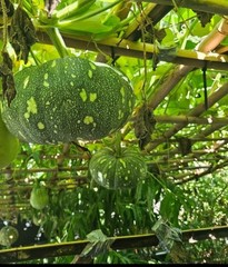 25 ORGANIC HEIRLOOM SEMINOLE PUMPKIN SEEDS/ SQUASH SEEDS.