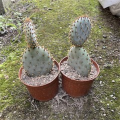 8CM Succulent Cactus Plant Opuntia Santarita（2-Head）Cactaceae Home Garden Plant