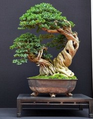 Bonsai Chinese Boxwood seeds 5 count~ dwarf ~hobby