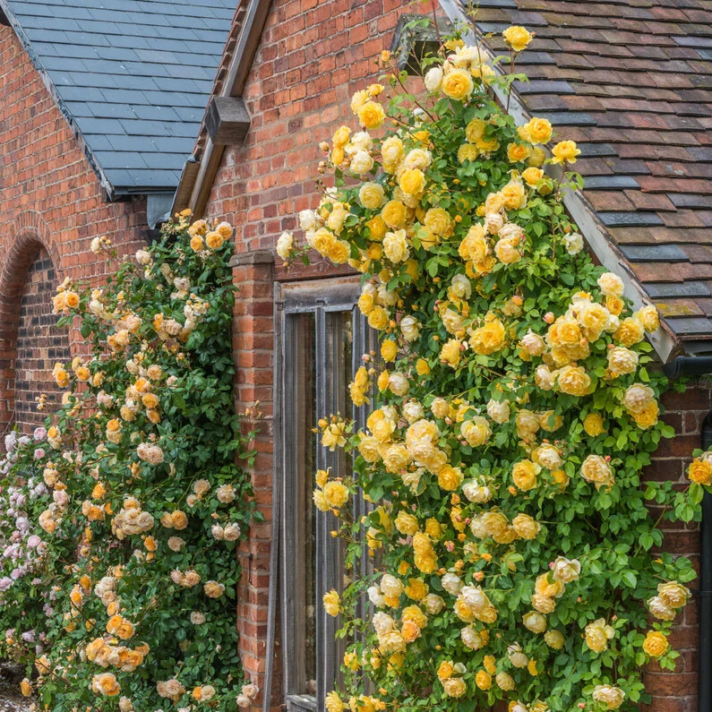 (Ausmas) English Climbing Rose Graham Thomas Own ROOTED Rose Plant “5 Tall