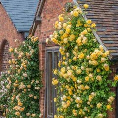 (Ausmas) English Climbing Rose Graham Thomas Own ROOTED Rose Plant “5 Tall