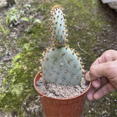 8CM Succulent Cactus Plant Opuntia Santarita（2-Head）Cactaceae Home Garden Plant