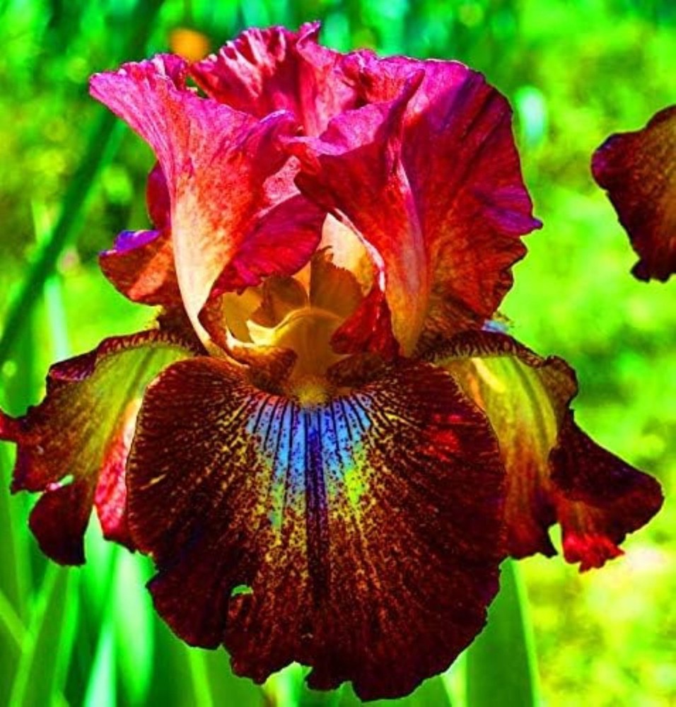 50 Iris Seeds Much Less Money Than Bulbs ..