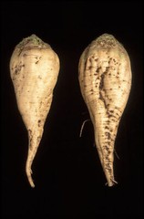 250 Sugar Beet Seeds beta vulgaris